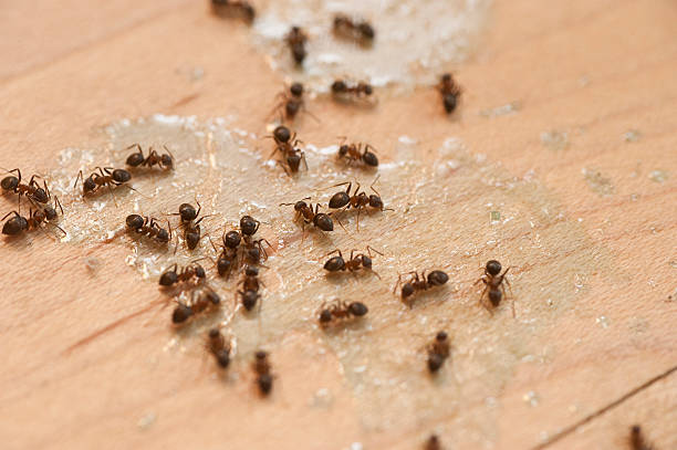 Best Ant Control Services  in Coeur Dalene, ID