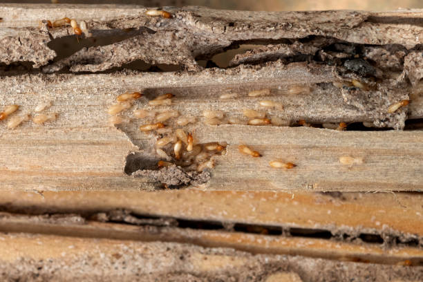 Best Affordable Pest Control Services  in Coeur Dalene, ID