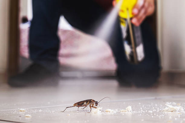Trusted Coeur Dalene, ID Pest Control Experts