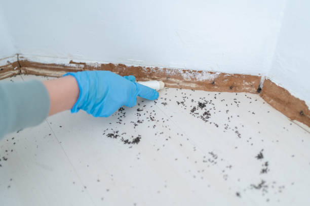 Best Affordable Pest Control Services  in Coeur Dalene, ID